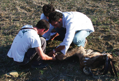 Tres personas toman muestras de un buitre leonado que murió tras colisionar con un aerogenerador en la zona del Estrecho (foto: Antonio Román Muñoz).