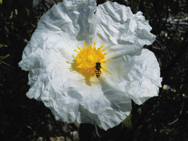 Sobre estas líneas, un sírfido (díptero que imita el aspecto de una avispa) posado en la flor de una jara pringosa (foto: Alberto Aparicio).
