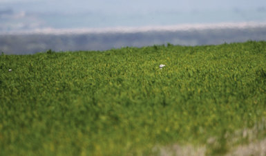 Dos avutardas semiocultas en un cultivo y reflejan la dificultad de los censos primaverales de esta especie (foto: Ángel Sánchez).  