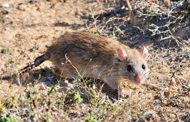 Ejemplar de rata negra (Rattus rattus), principal especie a erradicar de Sa Dragonera (foto: Miguel McMinn)