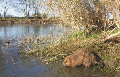 Ejemplar de castor en un tramo de riberas muy deterioradas del río Ebro (foto: Tragsatec).