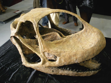 Reconstrucción del cráneo de Turiasaurus riodevensis presentada en Dinópolis (Teruel) el pasado 3 de abril (foto: R. Serra).