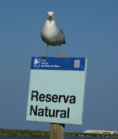 Ejemplar de gaviota de Audouin posado en uno de los carteles que delimitan la Reserva Natural Parcial de la Punta de la Banya (foto: Albert Bertolero).

