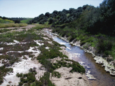 Un cauce fluvial, en este caso el arroyo Mascardó, salino, en el término municipal de Las Cabezas de San Juan (Sevilla).

