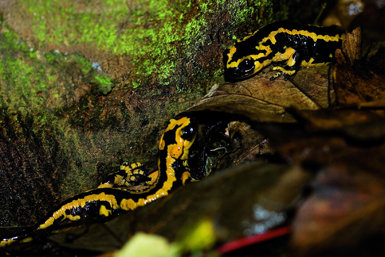 Las salamandras se aparean durante los días húmedos del otoño, de manera que sus encuentros e interacciones son frecuentes en las fechas actuales.