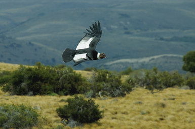 Los cóndores adultos de ambos sexos tienen una coloración dorsal muy contrastada. La amplia banda blanca que forman las plumas cobertoras y secundarias permite localizarlos a larga distancia (foto: Manuel de la Riva).

