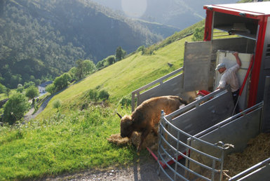 Un bisonte europeo es soltado en una finca del concejo de Villayón (Asturias), que ha sido seleccionada como uno de los puntos de liberación de la especie en España (foto: Centro de Conservación del Bisonte Europeo).

