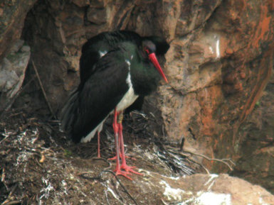 La cigüeña negra Choni en su nido habitual del Parque Nacional de Monfragüe (Cáceres) en 2011, última temporada en la que fue observada, con una edad de 21 años (foto: Eva Palacios). 