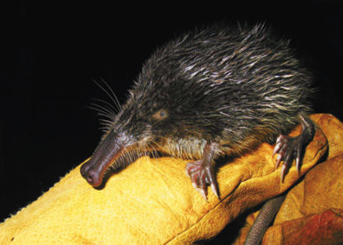 Desmán ibérico capturado durante los trabajos de seguimiento del plan de gestión de la especie en Gipuzkoa.
