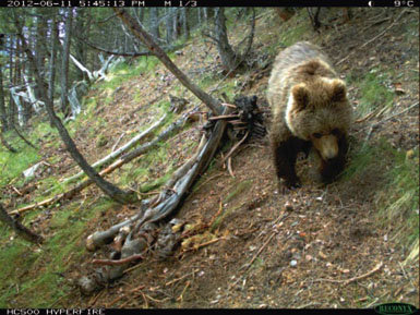 La población de  osos de los Pirineos  sube poco a poco 