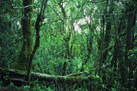 Decálogo para una nueva 
cultura forestal