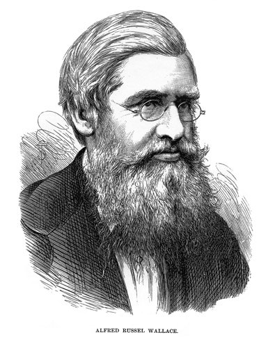 Alfred Russell Wallace:  el naturalista a la sombra de Darwin 