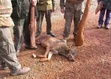 Lobo (macho adulto) muerto en una cacería autorizada en la comarca de Tierra de Campos en noviembre de 2008.