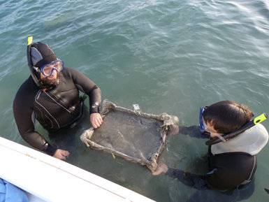 Técnicos del Consorci de l’Estany depositan una caja-bandeja con sedimento en el fondo del lago, donde se van a sembrar centenares de juveniles de náyades.