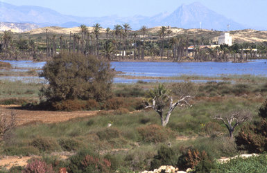 Fondet de la Senieta inundado, zona del ámbito del Paraje Natural Municipal del Clot de Galvany, en Elche (Alicante), donde se pretende construir un hotel (foto: Miguel Ángel Pavón).
