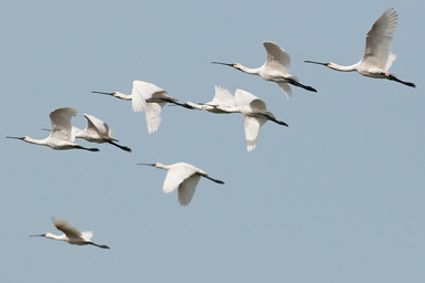 Un grupo de espátulas en vuelo durante la migración post-nupcial (foto: Rubén Rodríguez Olivares).