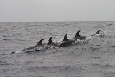 Un grupo de delfines mulares nada enfilado en aguas de la isla canaria de Lanzarote (foto: SECAC).