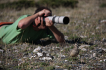Un naturalista frente a un chorlito carambolo en migración post-nupcial en el Parque Natural del Montseny (foto: Martí Franch).