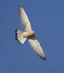 Silueta en vuelo de un ejemplar macho de la especie (foto: Ignacio Yúfera).