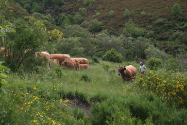 Vacas en régimen extensivo en una zona de pastos arbolados situada en la comarca de Los Ancares (foto: Pedro M. Herrera).