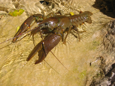 Macho de cangrejo de río ibérico en su hábitat, un símbolo de nuestros ecosistemas fluviales cuya condición autóctona es objeto de debate (foto: Francisco Javier Galindo).