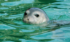 Hembra adulta de foca monje de la colonia norteafricana de Cabo Blanco (foto: Michel Cedenilla).