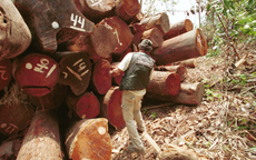 Un miembro de Greenpeace inspecciona varios troncos de árboles con sospechas de haber sido talados ilegalmente en la Amazonia brasileña (foto: Daniel Beltra / Greenpeace).