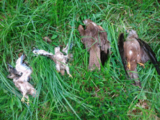 Cadáveres de los cuatro milanos negros –dos alultos y dos pollos– envenenados en Álava (foto: Naturayala).