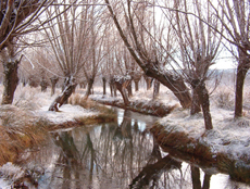 Magnífica concentración de chopos cabeceros a orillas de un río, en la provincia de Teruel.