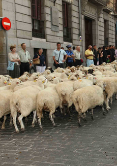 Un grupo de ovejas trashumantes atraviesa las calles del centro de Madrid (foto: Ayuntamiento de Madrid).