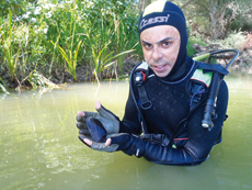 Un buceador con el ejemplar joven de Margaritifera auricularia hallado en el tramo navarro del Ebro (foto: CHE).