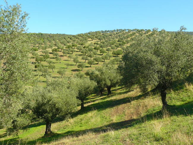 Panorámica de un olivar de montaña, considerado como uno de los sistemas de alto valor natural más necesitados de una gestión que revalorice su importancia ecológica y socio-económica (foto: WWF España)