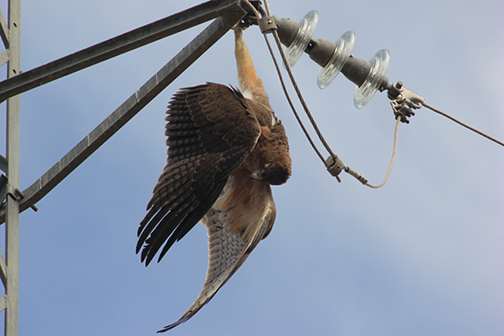 Ejemplar joven de águila perdicera o de Bonelli encontrada muerta por electrocución en un tendido eléctrico de la provincia de Jaén (foto: Francisco Javier Pulpillo). 