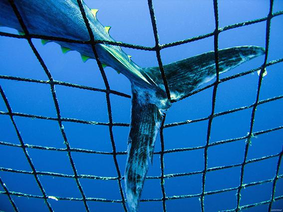 Detalle de la cola de un atún rojo en una red (foto: Greenpeace).