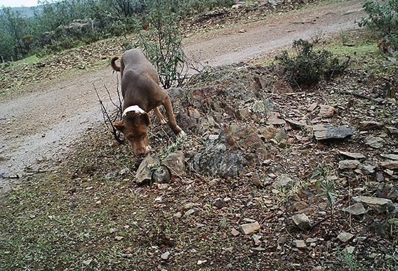 Perro asilvestrado objeto de estudio por su comportamiento depredador (foto: Francisco José García).