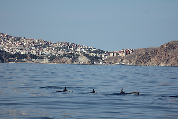 Grupo de delfines mulares (Tursiops truncatus) frente a la bahía y la ciudad de Alhucemas, en la costa norte marroquí (foto: CIRCE).