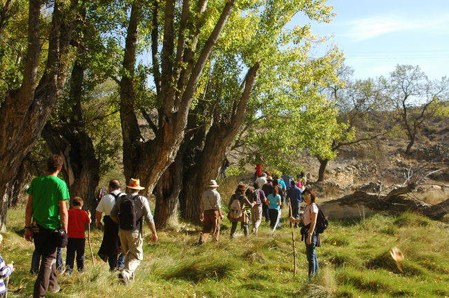 Un grupo de persona camina junto a unos chopos cabeceros en Blesa (Teruel), durante una excursión en la fiesta dedicada a estos árboles el pasado 25 de octubre (foto: Chabier de Jaime).