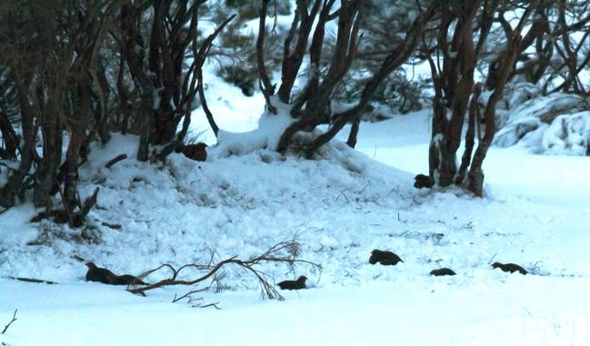 Perdices pardillas preparadas para pasar la noche al abrigo de unos piornos (Cytisus scoparius). Foto: Más que pájaros.
