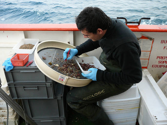 Un investigador examina muestras de algas recién extraídas del mar durante un estudio enmarcado en LIFE+ INDEMARES). Foto: IEO.
