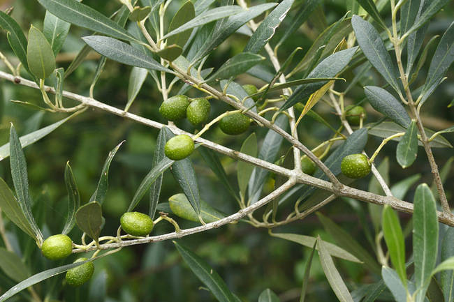 Ramas de olivo con sus frutos. El aceite de oliva, aparte de ser una auténtica panacea, contiene hidroxitirosol, un inhibidor de la angiogénesis (foto: Joseba del Villar).