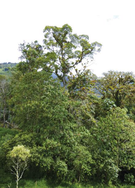 Floresta pluvial en la provincia de Napo (Ecuador). Foto: Juan Carlos Guix.