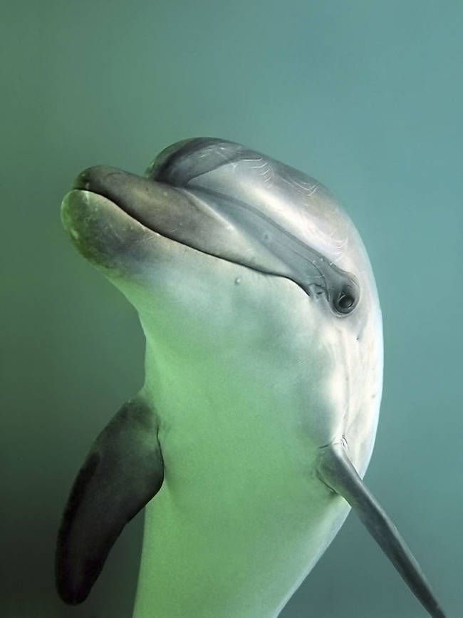 Primer plano de un delfín mular (foto: WWF).