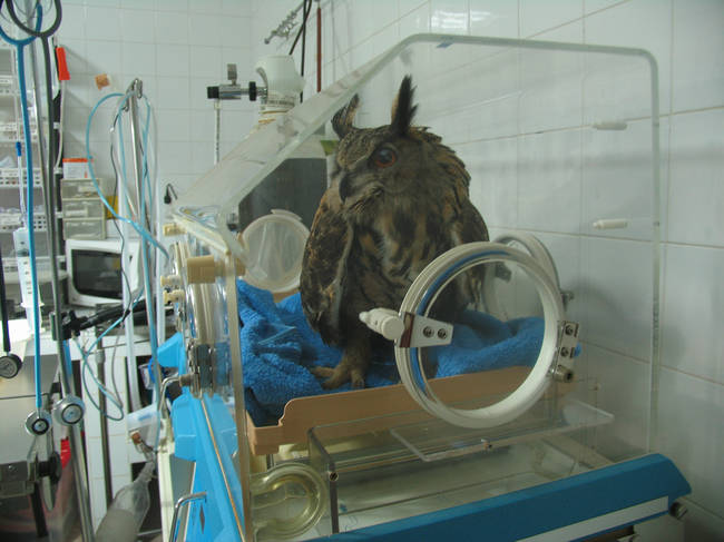 Un búho real objeto de tratamiento en el hospital de fauna de Amus, en Villafranca de los Barros (Badajoz). Foto: Amus.