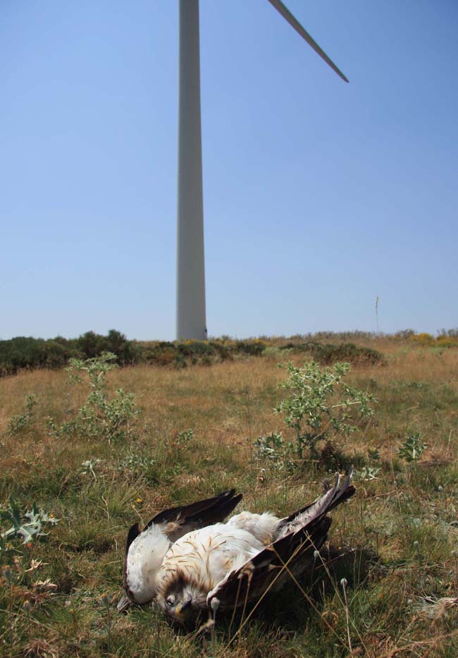 Un águila calzada yace muerta cerca de un aerogenerador (foto: Colectivo Azálvaro).