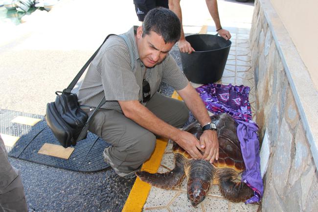 Momento del desembarco de una tortuga boba recuperada por un pescador recreativo en julio de 2013 (Foto: Club Náutico Marina Internacional).