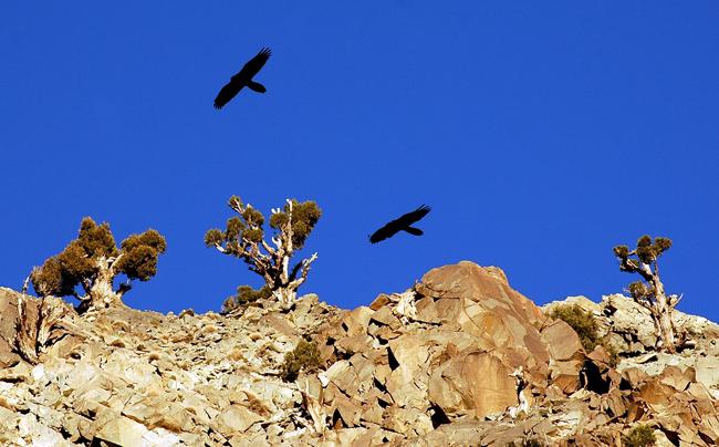 Dos quebrantahuesos sobrevuelan un roquedo en el Alto Atlas (Marruecos). Foto: J. R. Garrido.