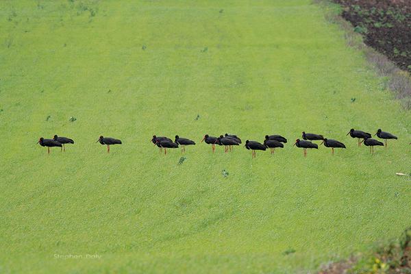 Bando de cigüeñas negras en migración postnupcial descansando en terrenos cultivados de la Laguna de la Janda (foto: Stephen Daly).
