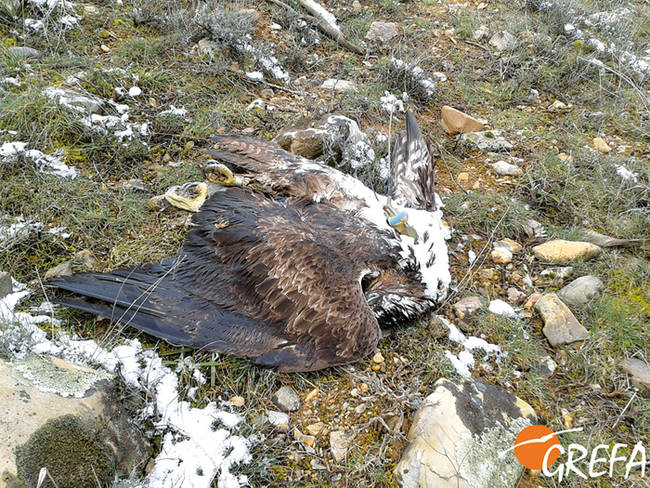 Cadáver del águila de Bonelli con emisor que murió víctima del veneno en la provincia de Guadalajara (foto: Grefa).