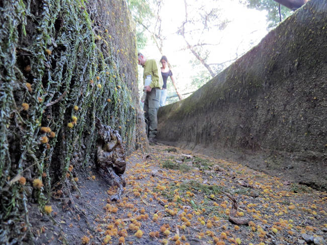 Mientras naturalistas de Charcas con Vida recorren un canal de riego de Pontecaldelas (Pontevedra) para rescatar la fauna atrapada en él, dos sapos comunes intentan salir del lugar (foto: Ramsés Pérez).