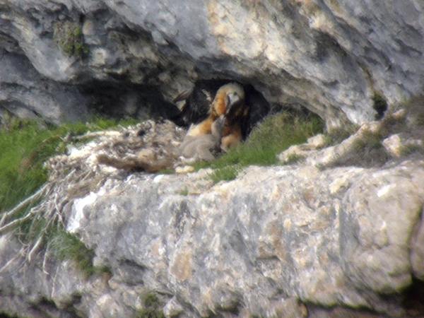 El macho ‘Tono’ ceba a su pollo (con 26 días de edad) en el nido natural que regenta en Cazorla foto: Francisco Javier Montoro).